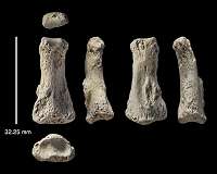First human migration out of Africa much more geographically widespread