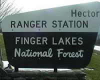 Rangers hope degraded streams and an endangered tree can help each other