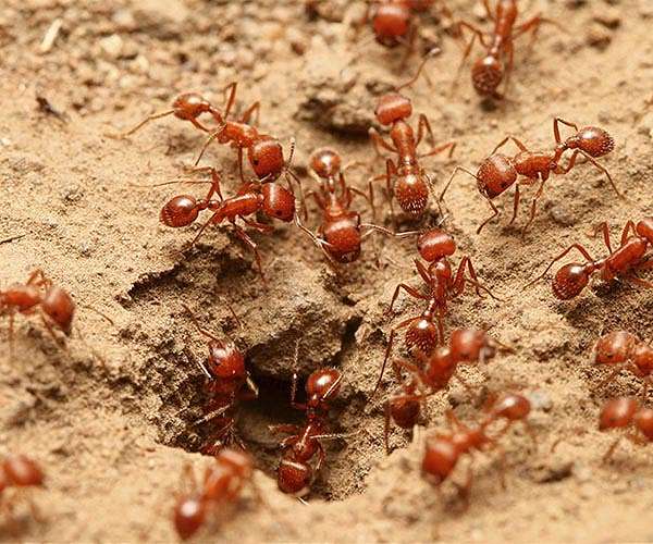AI-Powered Robot Dog Enhances Detection of Invasive Fire Ant Nests