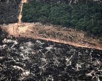 Forest fires in Brazil surge as deforestation accelerates