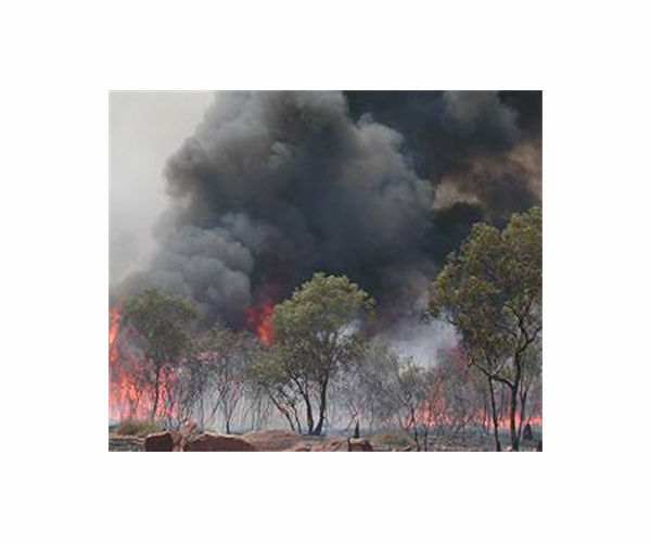 Fire-resistant tropical forest on brink of disappearance