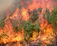 Bushfire Impact On Water Yields
