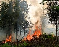 Frontline fight: Indonesia locked in epic battle against jungle blazes