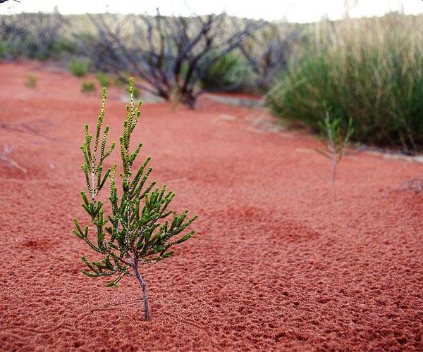 Plans to plant billions of trees threatened by massive undersupply of seedlings