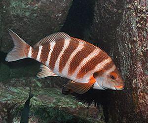 Ocean warming detrimental to inshore fish species