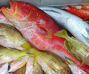 Fast new test for terrible form of food poisoning