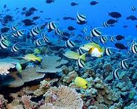 Coral fish stress out if separated from 'shoal-mates'