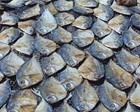When Accounting For The Global Nitrogen Budget Do Not Forget Fish