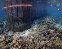 Fish fences across the tropical seas having large-scale devastating effects