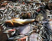 Taiwan lawmakers urge Formosa probe over Vietnam fish deaths
