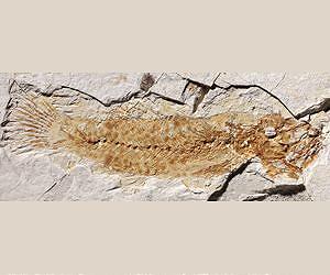 The eloquence of the otoliths