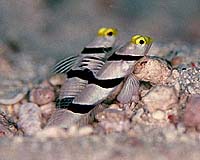 Breath Of The Ocean Links Fish Feeding With Reefs And Climate