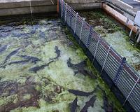 Fish farming gobbles up phosphorus