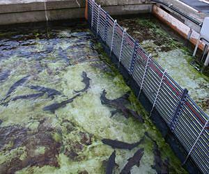 Growing risks from hatchery fish