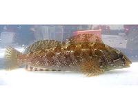 All-female hybrid fish species mates with males to maintain genetic diversity