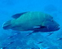 Large permanent reserves required for effective conservation of old fish