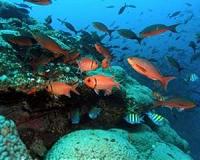 Marine reserves need stepping stones to help fishes disperse