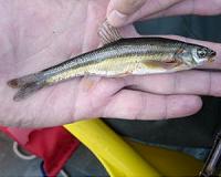 Ecologists predict impact of climate change on vulnerable species
