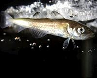 When the sea ice melts, juvenile polar cod may go hungry