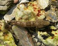 Researchers solve riddle of the rock pools