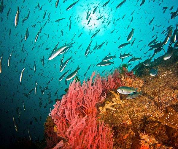 Mapping of undersized fish, crustaceans may help sustainable fishing efforts