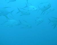 In the ocean, clever camouflage beats super sight