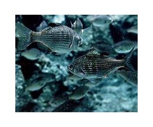 Pacific fisheries face collapse by 2035: study