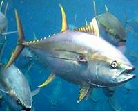 Nauru bans transhipping after 'illegal' Taiwan fishing