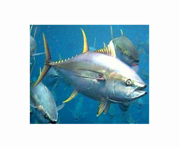Tuna value dropping, industry must plan ahead: report