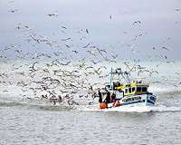 Dutch probe mass seabird death mystery