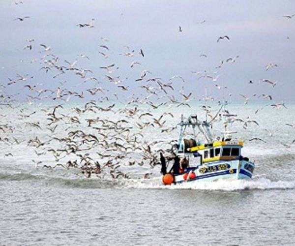 Microplastic pollution impairs seabird gut health