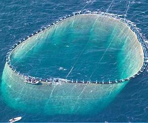 Fishing Down Food Web Leaves Less Big Fish, More Small Fish