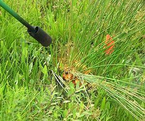 Flame cultivation promising as weed control method for cranberry