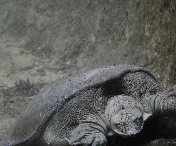 GPS-enabled decoy eggs may help track, catch sea turtle egg traffickers