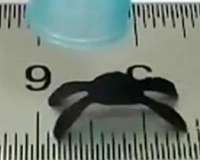 Moisture-responsive 'robots' crawl with no external power source