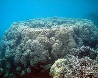 Pacific reef growth can match rising sea