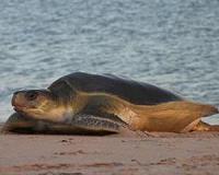Important migratory corridor for endangered marine species off north-west Australia