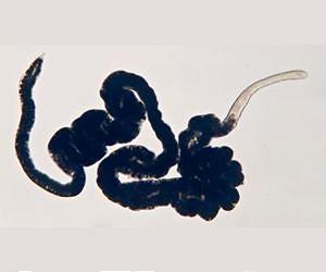Ancient symbiosis between animals and bacteria discovered