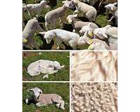 So sheep may safely graze