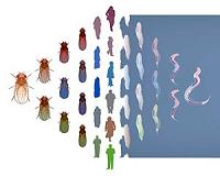 Scientists prove key aspect of evolutionary theory