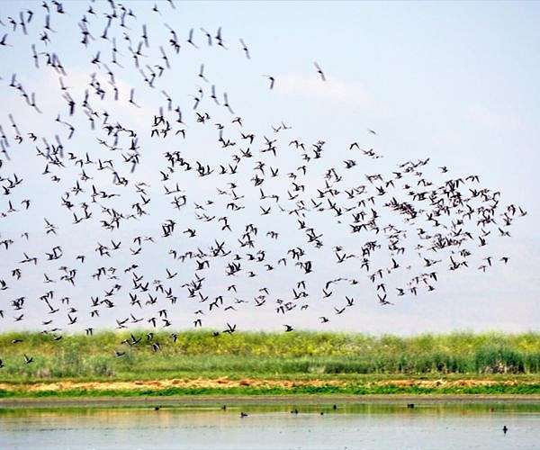 Plastic threatens migratory species in Asia-Pacific: UN