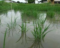 UD Leads 5 Million Dollar Research Project On Rice Epigenetics