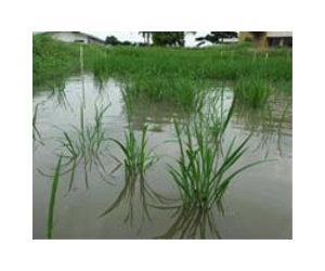 Asia in the grip of water crisis: Asian Development Bank