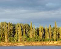 Changing climate prompts boreal forest shift