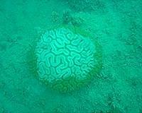 Cousteau warns of reef damage in Florida port project