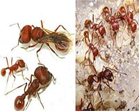 Caste In The Colony