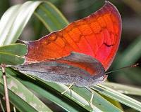 Butterflies heat up the field of solar research