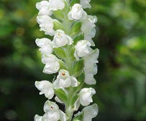 Fungi-filled forests are critical for endangered orchids
