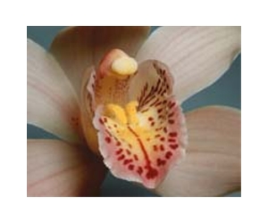Sub-zero seed freezes aim to save orchids from extinction