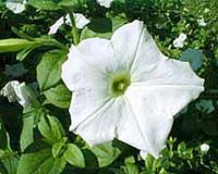 Economy, climate batter Kenya's flowers